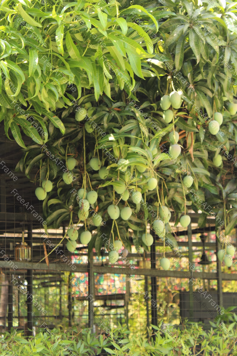 Mango Tree