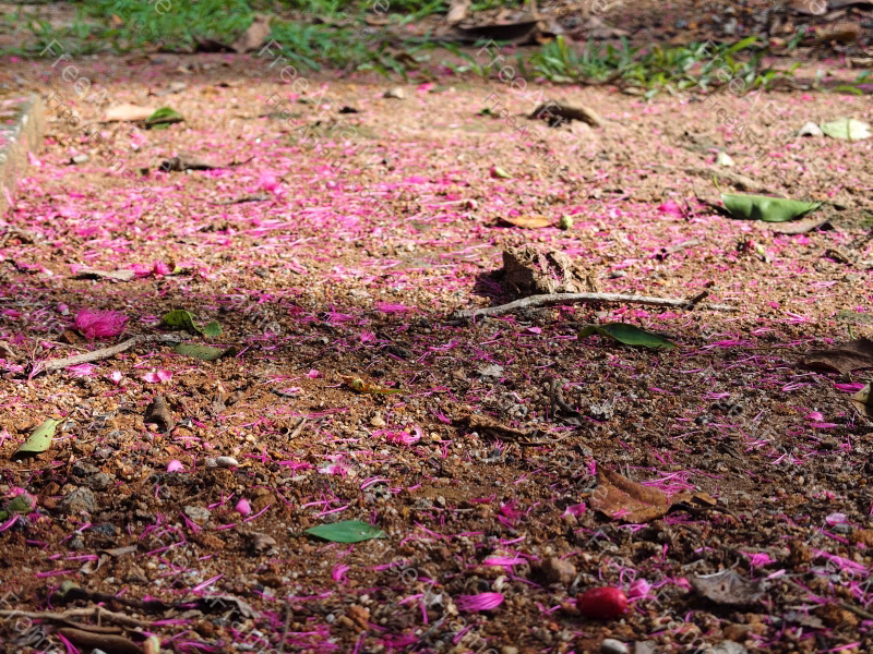 Pink Blossom